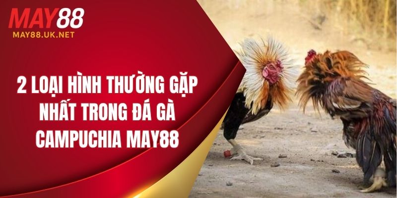 Đá Gà Campuchia MAY88 – Trực Tiếp & Mẹo Chơi Hay Năm 2025 3 2 loại hình thường gặp nhất trong đá gà Campuchia MAY88