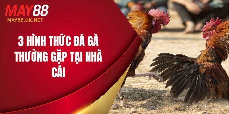 3 hình thức đá gà thường gặp tại nhà cái 