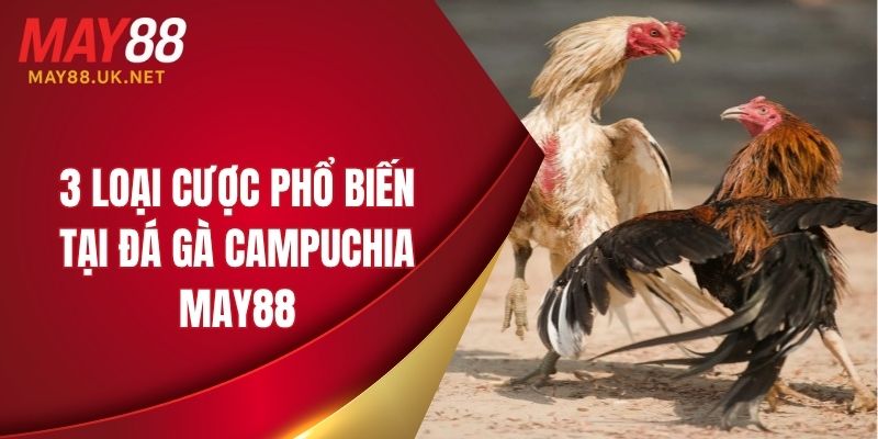 Đá Gà Campuchia MAY88 – Trực Tiếp & Mẹo Chơi Hay Năm 2025 4 3 loại cược phổ biến tại đá gà Campuchia MAY88