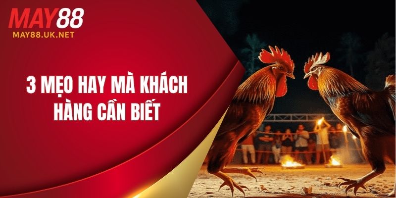 Đá Gà Campuchia MAY88 – Trực Tiếp & Mẹo Chơi Hay Năm 2025 6 3 mẹo hay mà khách hàng cần biết