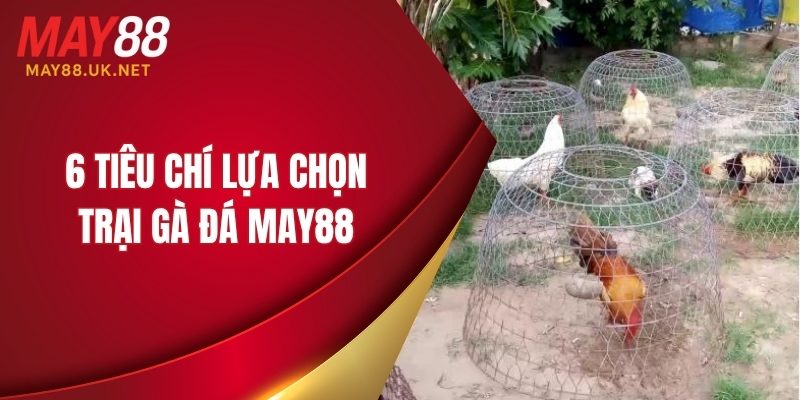 6 tiêu chí lựa chọn trại gà đá MAY88