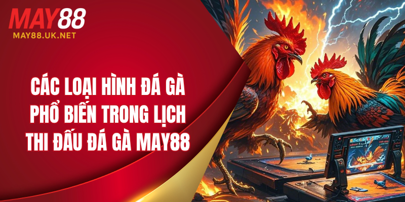 Lịch Thi Đấu Đá Gà MAY88 Mới Nhất Dành Cho Người Chơi 4 Các loại hình đá gà phổ biến trong lịch thi đấu đá gà MAY88