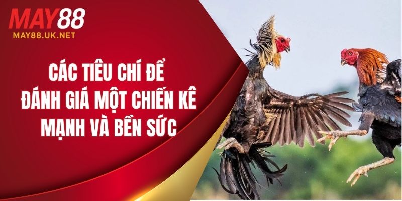 Các tiêu chí để đánh giá một chiến kê mạnh và bền sức