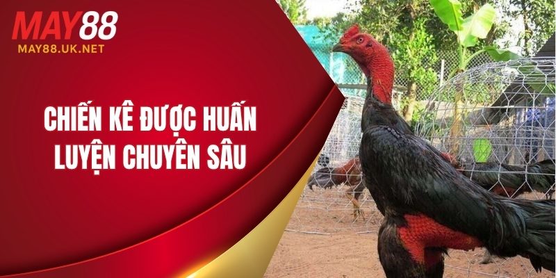 Chiến kê được huấn luyện chuyên sâu