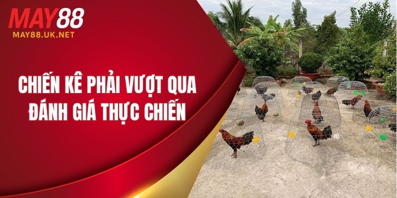Chiến kê phải vượt qua đánh giá thực chiến