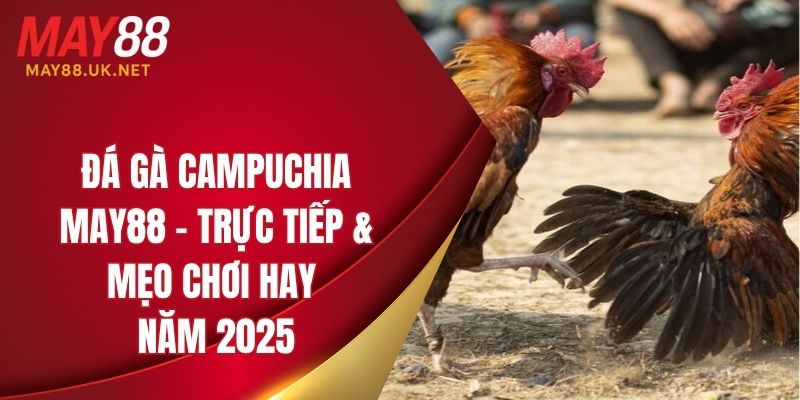 Đá Gà Campuchia MAY88 – Trực Tiếp & Mẹo Chơi Hay Năm 2025 1 da ga campuchia may88