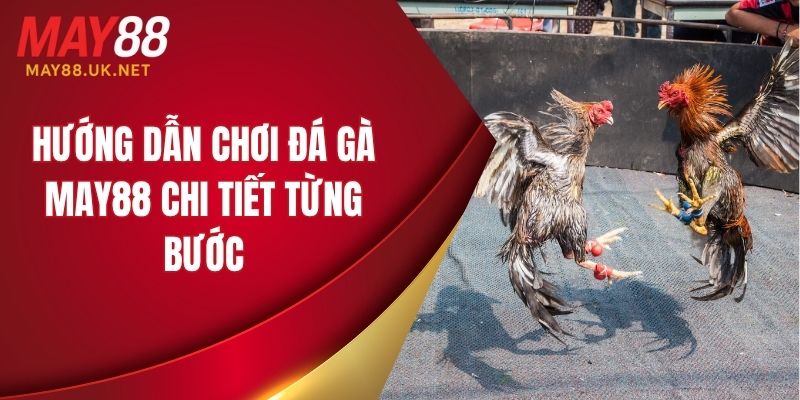 Hướng dẫn chơi đá gà MAY88 chi tiết từng bước