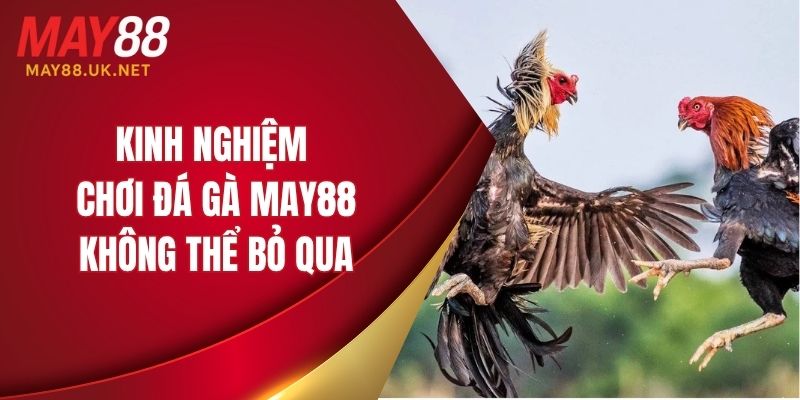 Kinh nghiệm chơi đá gà MAY88 không thể bỏ qua