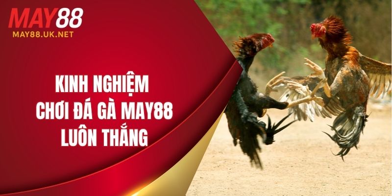 kinh nghiem choi da ga may88