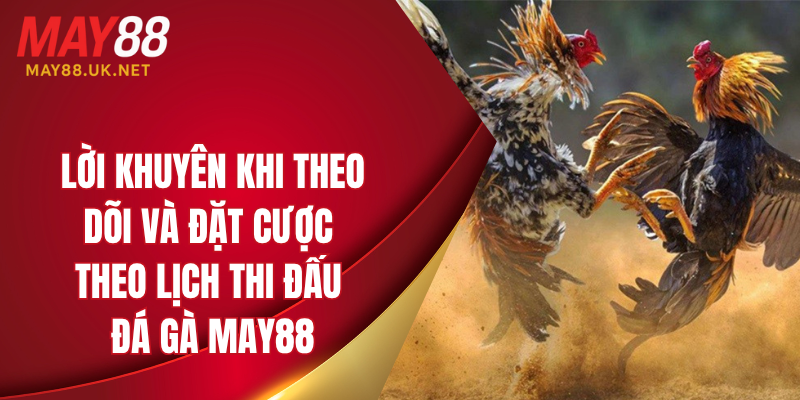 Lịch Thi Đấu Đá Gà MAY88 Mới Nhất Dành Cho Người Chơi 6 Lời khuyên khi theo dõi và đặt cược theo lịch thi đấu đá gà MAY88