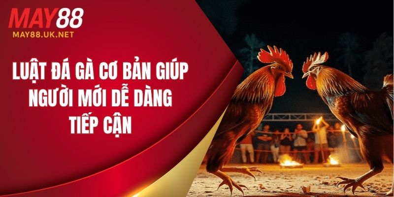 Luật đá gà cơ bản giúp người mới dễ dàng tiếp cận