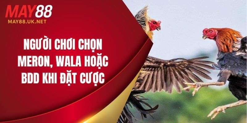 Người chơi chọn Meron, Wala hoặc BDD khi đặt cược