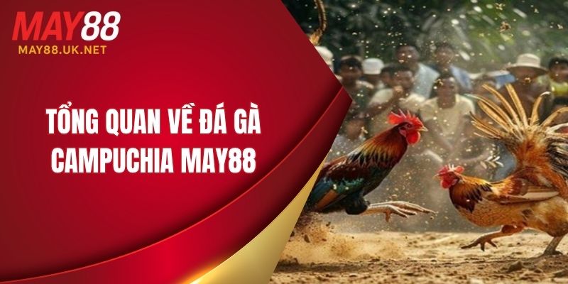 Đá Gà Campuchia MAY88 – Trực Tiếp & Mẹo Chơi Hay Năm 2025 2 Tổng quan về đá gà Campuchia MAY88