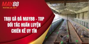 trai ga da may88