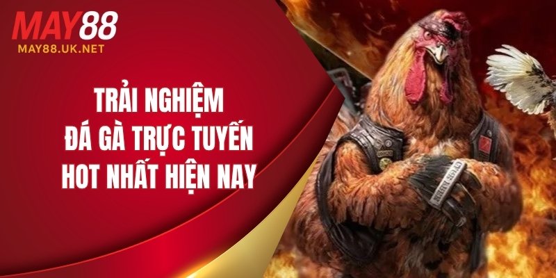 Trải nghiệm đá gà trực tuyến hot nhất hiện nay