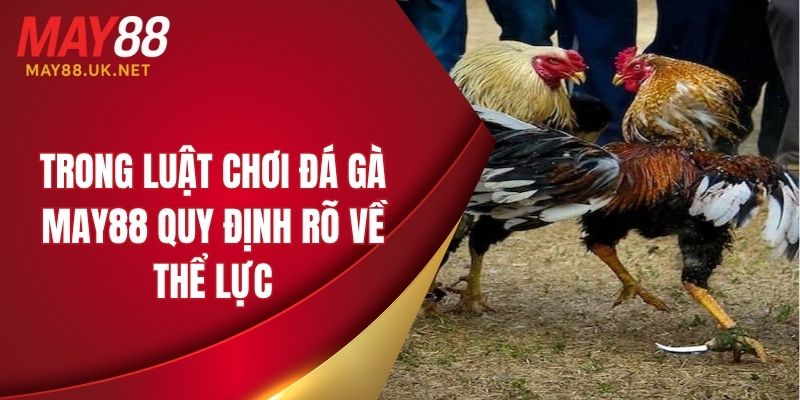 Trong luật chơi đá gà MAY88 quy định rõ về thể lực