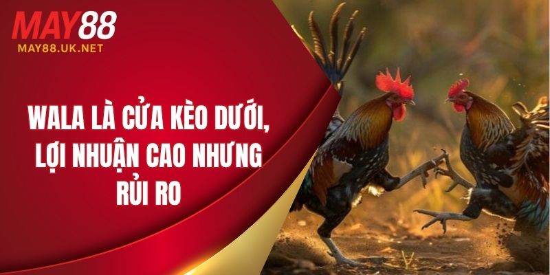 Đá Gà Campuchia MAY88 – Trực Tiếp & Mẹo Chơi Hay Năm 2025 5 Wala là cửa kèo dưới, lợi nhuận cao nhưng rủi ro