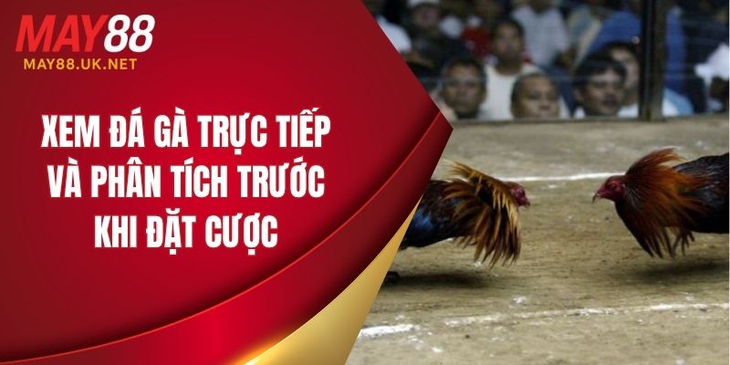 Xem đá gà trực tiếp và phân tích trước khi đặt cược